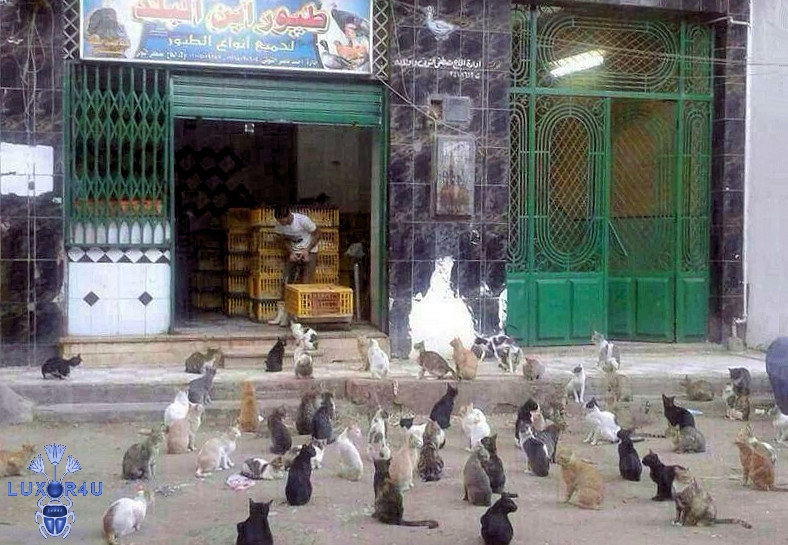 Hmm Chicken Tonight