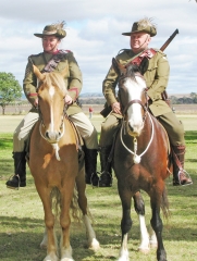 waler horse