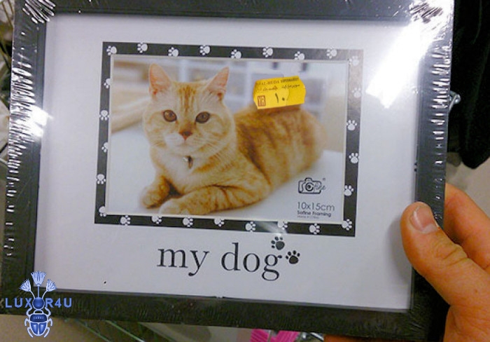 My dog