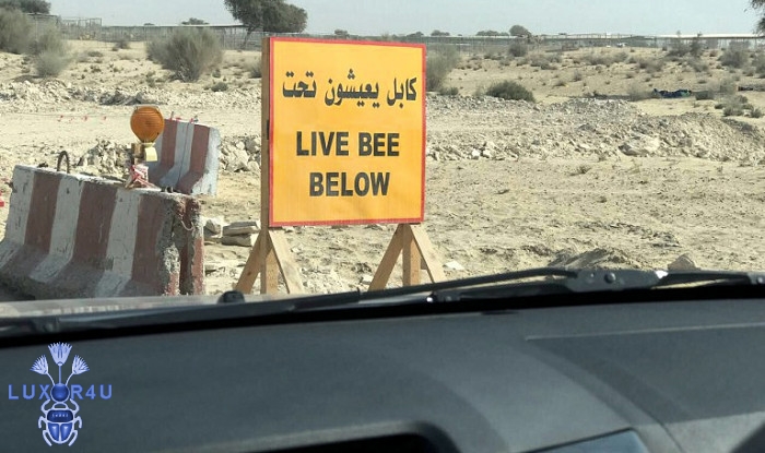 Bee