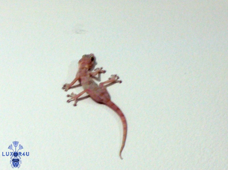 Gekkie