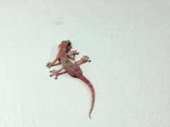 Gekkie