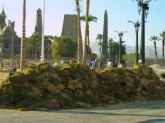 The greening of Luxor 2