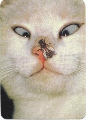 Squint