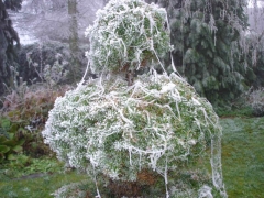 Frosty Day 1