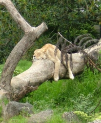 Chilled out