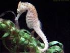 Seahorse