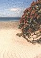 NZ Beach