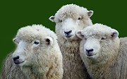 NZ SHEEP