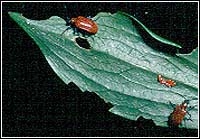 Lily beetle