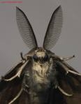 moth