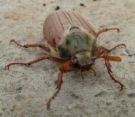 Mr cockchafer