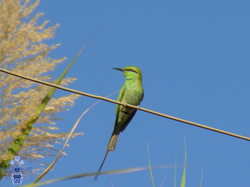 June 2007 - 3rd - BeeEater looking for bees.....
