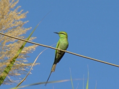 June 2007 - 3rd - BeeEater looking for bees.....