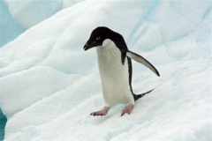 Adelie Penguin