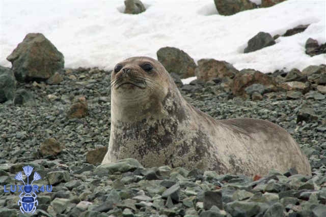 Female Elephant Seal