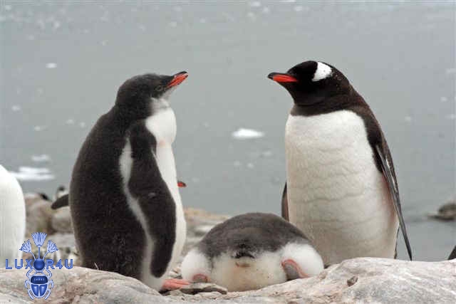 Gentoo Penguin & chicks