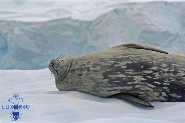 Seal on an iceflow
