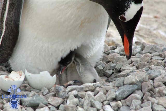 New born Gentoo chick