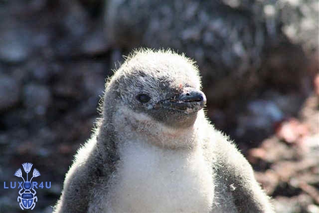 Chinstrap penguin chick