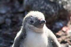 Chinstrap penguin chick