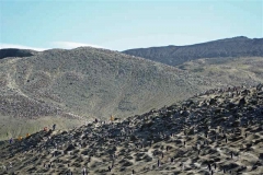 Chinstrap Colony Baily Heads