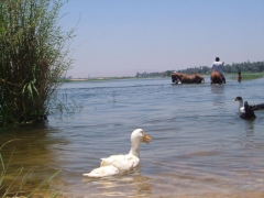 oye! ducks' only"