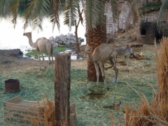 Nubis' Yard