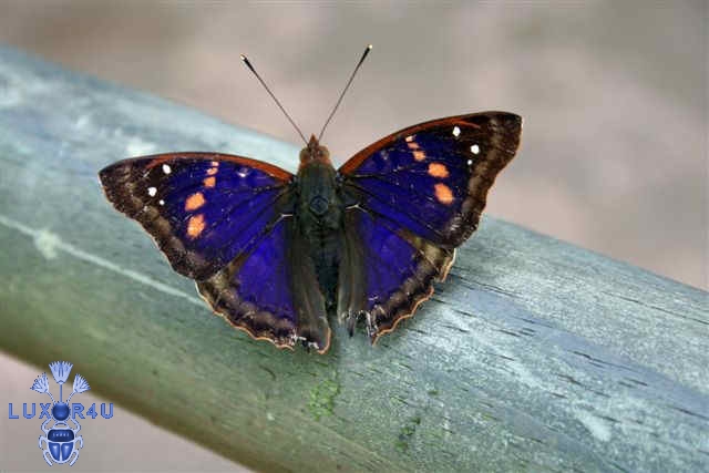 Iguassu Butterfly