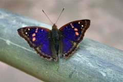 Iguassu Butterfly