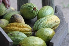 Chocolate Pods