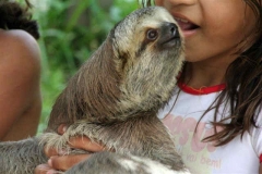 Sloth