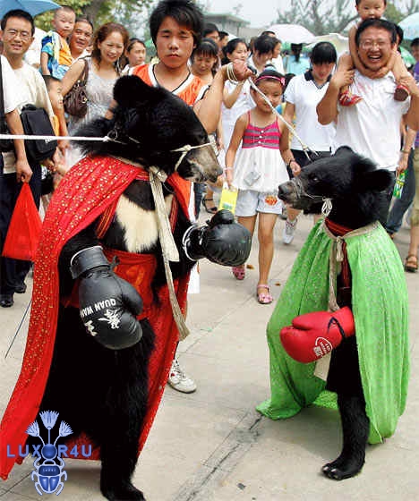 Boxing bears in China