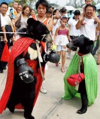 Boxing bears in China
