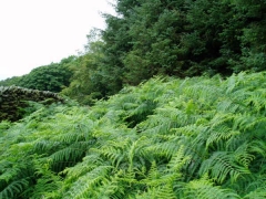Bracken in the rain