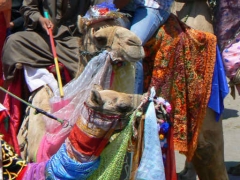 Abu el Haggag Moulid 2007