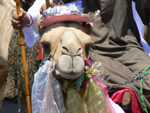 Abu el Haggag Moulid 2007