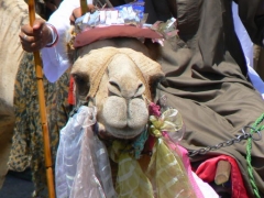 Abu el Haggag Moulid 2007