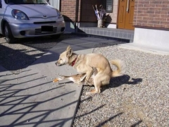 dog