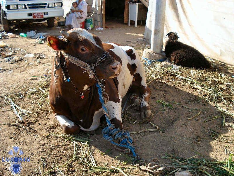 Festival of St. George 2007 - Bull