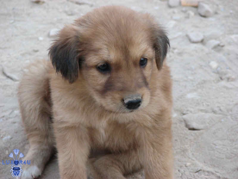 ACE Dec 2007 - 3rd - My Karnak Puppy