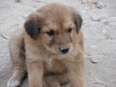 ACE Dec 2007 - 3rd - My Karnak Puppy