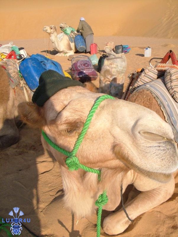 A well-dressed camel 'Clementine'