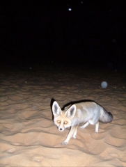 Fox2
