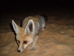fox3