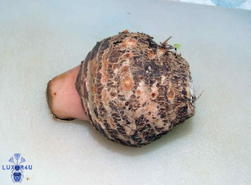 Mystery vegetable
