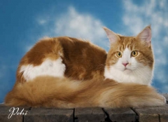 Clean cat