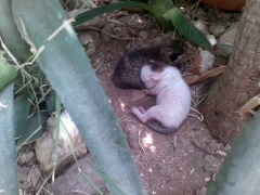 kittens at Sindbads