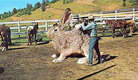 rabbit