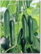 Flipping Cucumbers Charlie!!